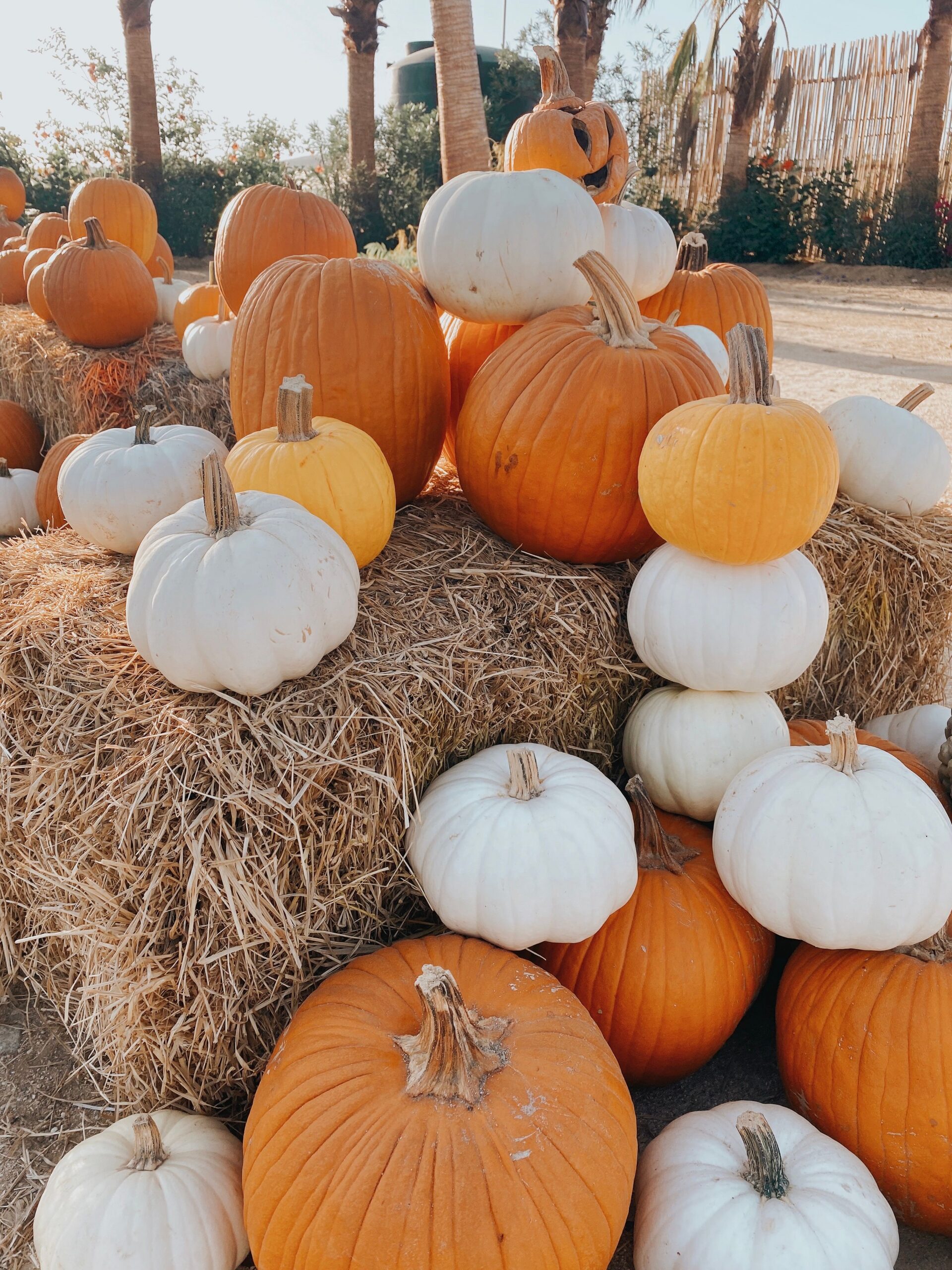 orange white pumpkins displayed on a haystack at a pumpkin patch