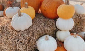 orange white pumpkins displayed on a haystack at a pumpkin patch